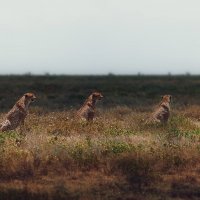 Хороша троица...саванна.Танзания! :: Александр Вивчарик