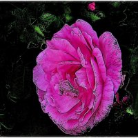 Розовая роза :: Нина Корешкова
