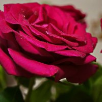 Розовая роза :: Любовь Чунарёва