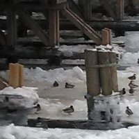 Утки зимуют под мостом в Петропавловскую крепость. :: Светлана Калмыкова