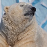 Белый медведь :: Владимир Шадрин