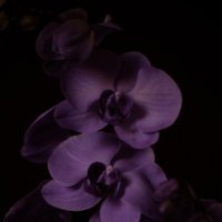 Орхидея :: Валерия Сураева