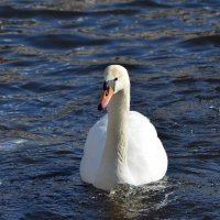 А белый лебедь на пруду.... :: Ирина 