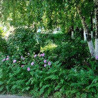 Наш двор в начале лета :: Нина Корешкова