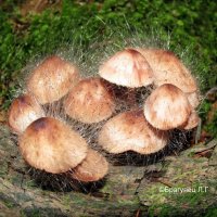 Необычные грибы - 2 :: Лариса Брагунец