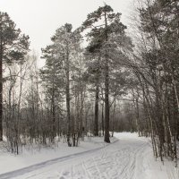 В Ягринском бору 3 :: Иван Клещин