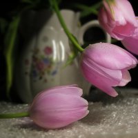 Тюльпаны :: Lusi Almaz 