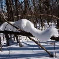 Очень длинная шея! :: Владимир Безбородов