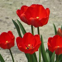 Красные тюльпаны :: Татьяна Смоляниченко