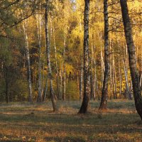 В осеннем лесу :: Вячеслав Маслов