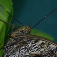 Про бабочку :: galina tihonova