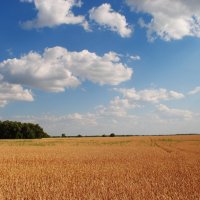 Пшеничное поле. :: Виктор 