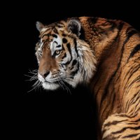Амурский тигр :: олег 