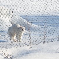 Запретная зона. :: Светлана Крюкова