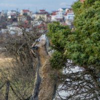 Дотянулся :: Павел © Смирнов