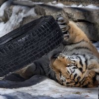 Амурский тигр :: Владимир Шадрин