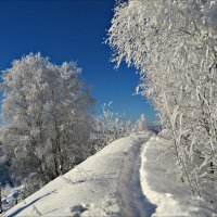 Морозный день :: Leonid Rutov
