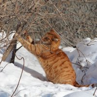 "Люли-люли, заломаю..." :: Ольга Крайник