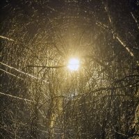дерево и фонарь :: Геннадий Свистов