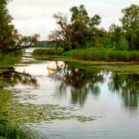 Уголок девственной природы... :: Лидия Бараблина