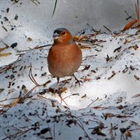 Среди сугробов -:)) :: Александр Запылёнов