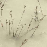 лед и трава :: Михаил Жуковский