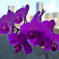 Орхидея :: Владимир Клюев