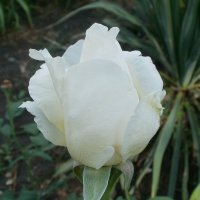 Белая роза :: Марина Чайкина