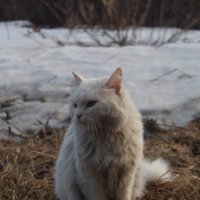 Cats :: Alexander Parsaev