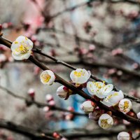 цветение вишни :: Александра Рубан