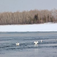 Лебеди-кликуны :: Олег Афанасьевич Сергеев