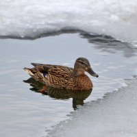 Кряква :: Сеня Белгородский