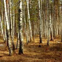 Апрель в березовом лесу :: Нэля Лысенко