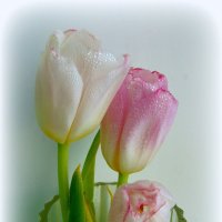 Тюльпаны. :: nadyasilyuk Вознюк
