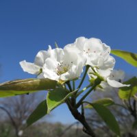 Детали весны. :: Вячеслав Медведев