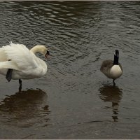 Я тоже могу на одной...) :: Пётр Галилеев