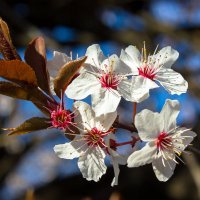 весенние цветы IMG_2316 :: Олег Петрушин