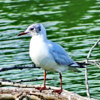 Озёрная чайка (Larus ridibundus :: vodonos241 