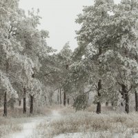 Лесная тропа :: Олег Сахнов