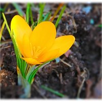 Апрельский аленький цветочек... :: Tatiana Markova