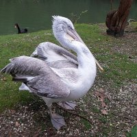 Танцующий пеликан :: Елена Павлова (Смолова)