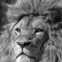 Африканский лев :: Владимир Шадрин