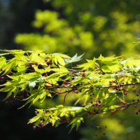 Acer Palmatum Клён дланевидный :: wea *