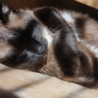 Шоколадный кот :: Марина Щуцких