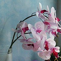 Орхидеи :: Лариса 