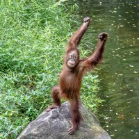Молодой орангутанг, Сингапурский зоопарк. :: Edward J.Berelet