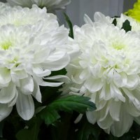 Белые хризантемы :: Милешкин Владимир Алексеевич 