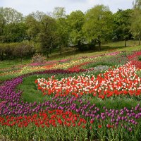 Выставка тюльпанов на Певческом поле :: Тамара Бедай 