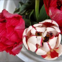 Три тюльпана :: Нина Корешкова