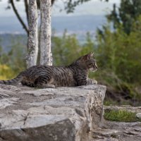 Греческая кошка :: Илья Зубков